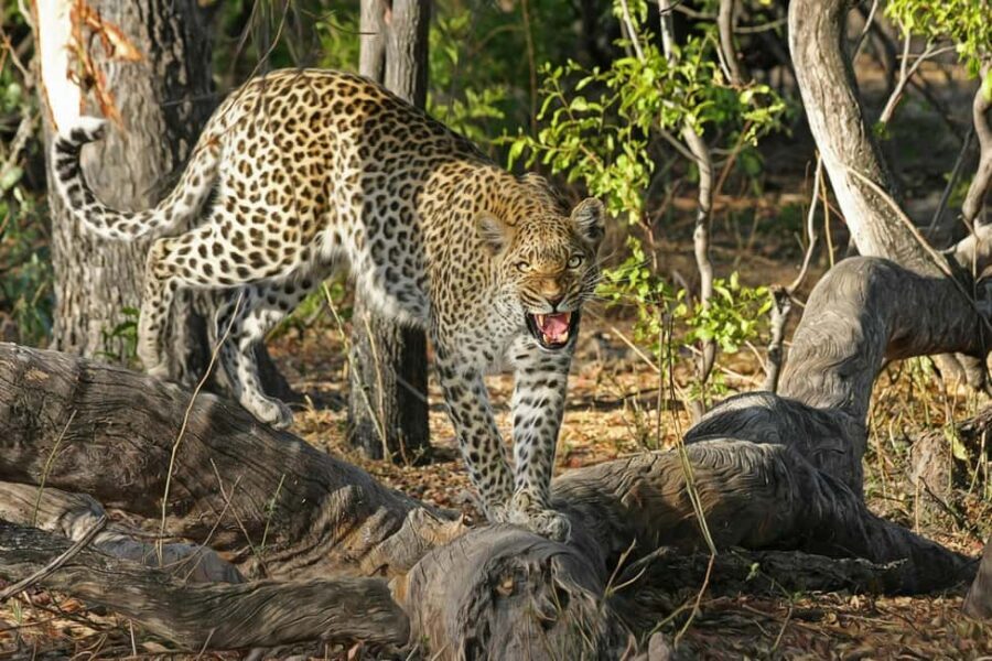 Jhalana Leopard Safari Jaipur – Sunrise & Sunset Jeep Safari - Who this Jaipur leopard safari fits best