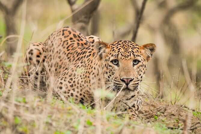 Jhalana Panther Safari Park Tour in Jaipur - Key things that make this safari worth your time