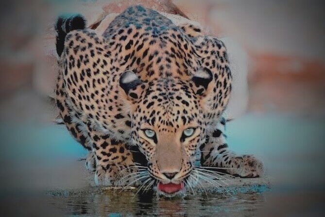 Jhalana Panther Safari Park Tour in Jaipur - Why This Jaipur Leopard Safari Works as a Day Plan