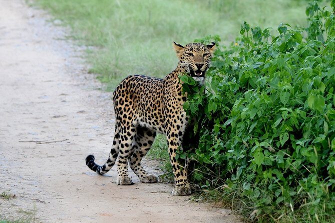 Jhalana Panther Safari Park Tour in Jaipur - The open 4x4 ride: what you actually get on the ground