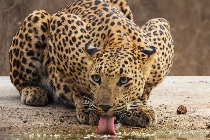 Jhalana Panther Safari Park Tour in Jaipur - When to go: winter cold, summer heat, and rainy-season gear