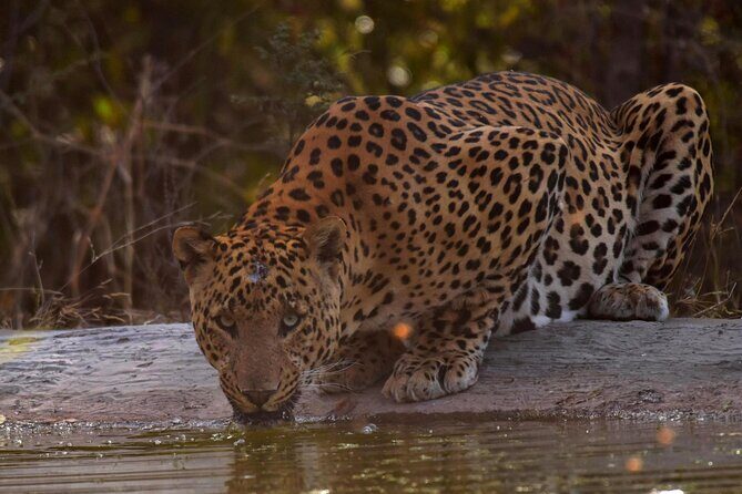 Jhalana Panther Safari Park Tour in Jaipur - Getting to the park: pickup area, meeting point, and timing
