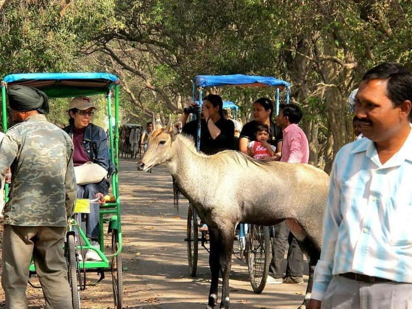 Keoladeo National Park Tickets and Guided Tour - Optional Agra transfers: when they’re worth paying for