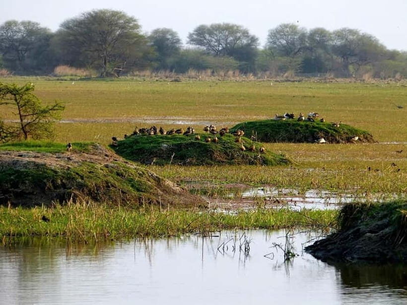 Keoladeo National Park Tickets and Guided Tour - Meeting the guide at Keoladeo: how the start works