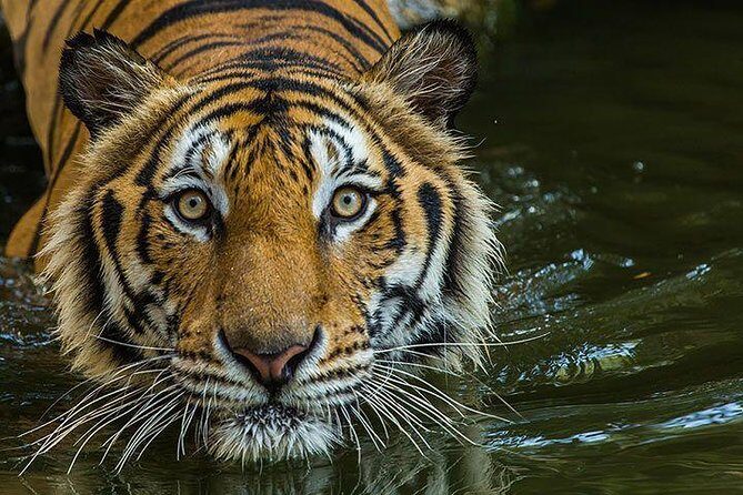 Private 2-Day Tour to Ranthambhore Tiger Safari from Jaipur - Day 2 Morning Safari and the Return to Jaipur