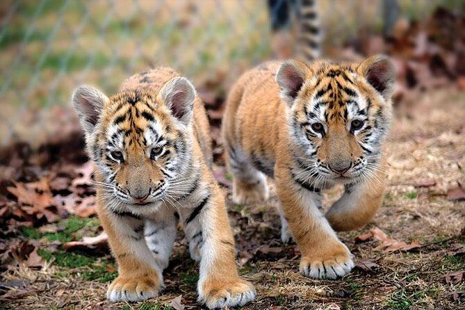 Private 2-Day Tour to Ranthambhore Tiger Safari from Jaipur - What Your $220 Per Person Really Buys