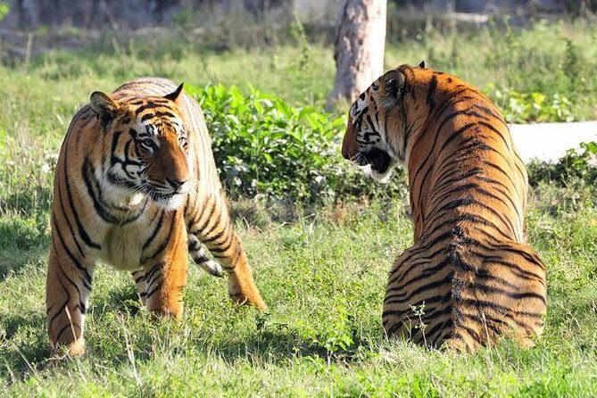 Private 2-Day Tour to Ranthambhore Tiger Safari from Jaipur - Jaipur to Ranthambhore: The 3-Hour Drive That Sets Your Day Up