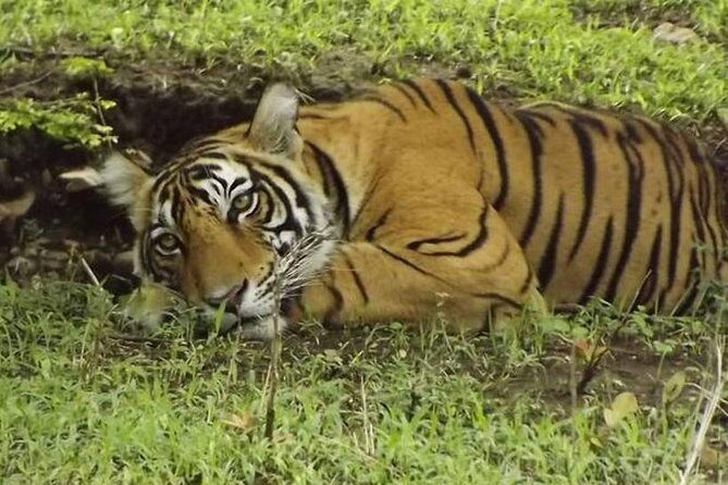 Private 4-Day Wildlife & Taj Mahal Tour from Jaipur to Delhi - Hotels, Safari Vehicles, and What You’re Really Buying