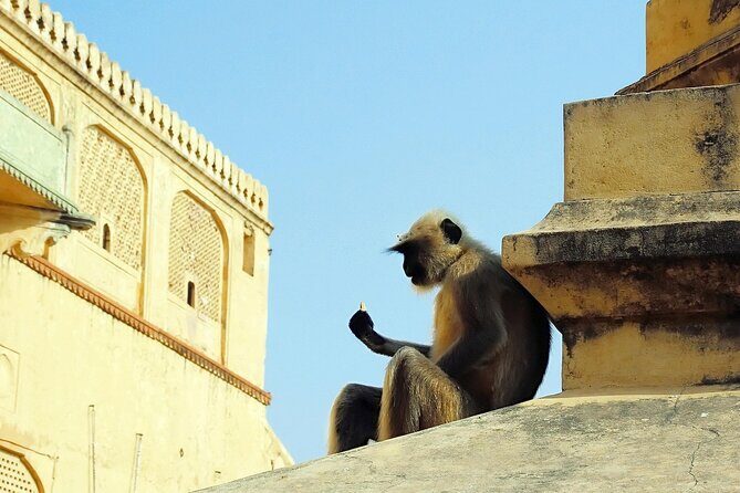 Private Day Tour of Jaipur with a Guide and Including Lunch - Your Guide Makes the Difference (Neeraj Gets Mentioned a Lot)