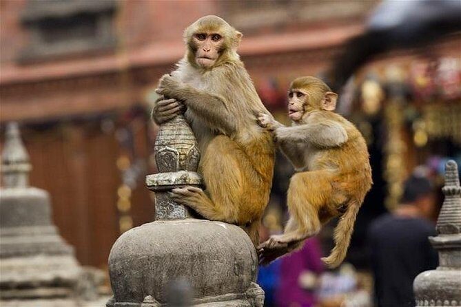 Private Day Trip to Abhaneri Stepwell & Monkey Temple from Jaipur - Private Vehicle, Hotel Pickup, and the Real Value of Not Rushing