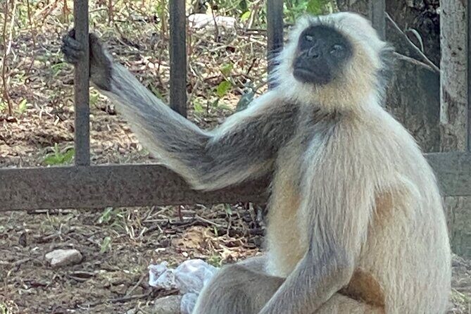 Private Day Trip to Abhaneri Stepwell & Monkey Temple from Jaipur - Who This Trip Fits Best (And Who Might Prefer Something Else)