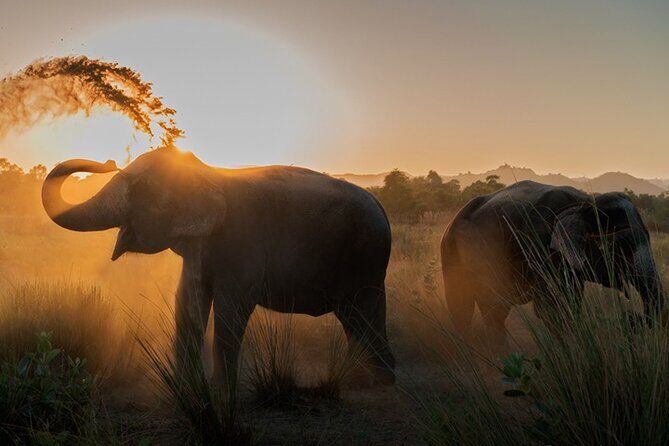 Private Elephant Sanctuary - Why A Jaipur Elephant Sanctuary Visit Feels Different Than A Zoo