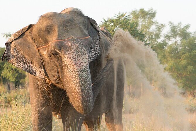 Private Elephant Sanctuary - Getting There Smoothly: Pickup, Mobile Ticket, and a Laidback Schedule