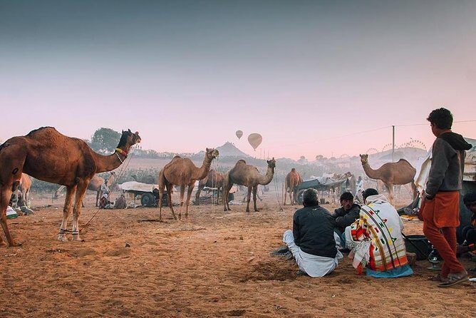 Private Full Day Jaipur Sightseeing Tour By Tuk-Tuk (Rickshaw) - The driver makes or breaks the day