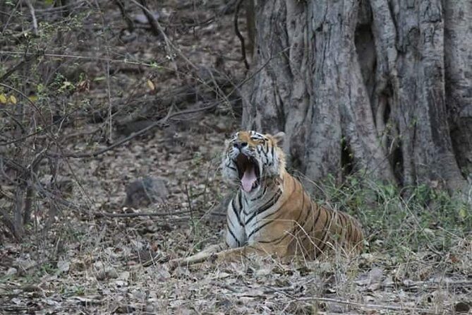 Private Full Day Trip to Ranthambore - Key things to know before you go