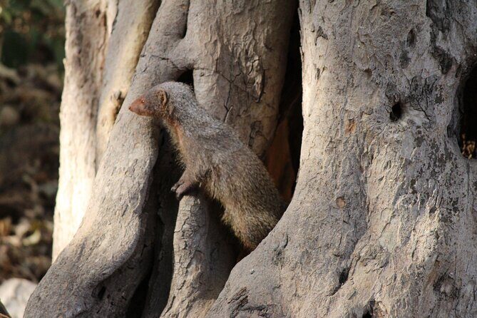 Private Full Day Trip to Ranthambore - Jaipur to Ranthambore: the 8:30am start that drives the whole day