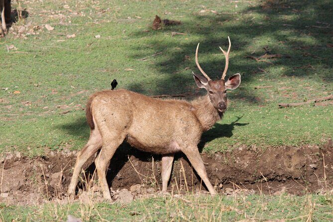 Private Full Day Trip to Ranthambore - Getting to and from the reserve without stress