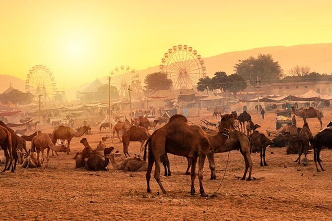 Private One Day Trip to Pushkar from Jaipur - Door-to-door drive from Jaipur: timing, comfort, and sanity checks