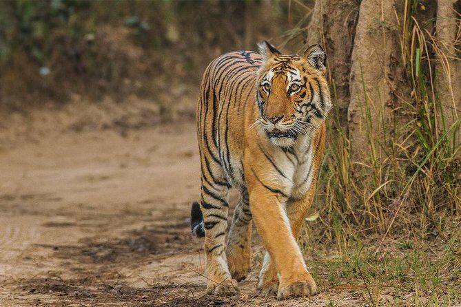 Private Tour to Sariska Tiger National Park by Car from Jaipur - Key details that shape your Sariska day