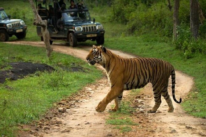 Private Tour to Sariska Tiger National Park by Car from Jaipur - Entering Sariska Day Mode: 9:00 AM pickup to 6:00 PM return