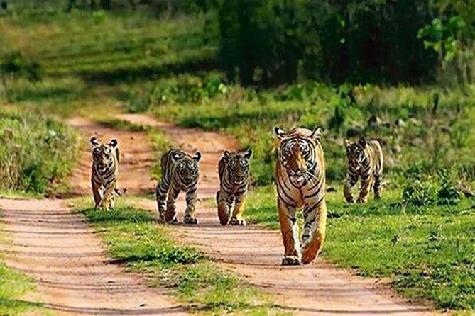 Private Tour to Sariska Tiger National Park by Car from Jaipur - The part people forget: park tickets and gypsy/canter fees are extra