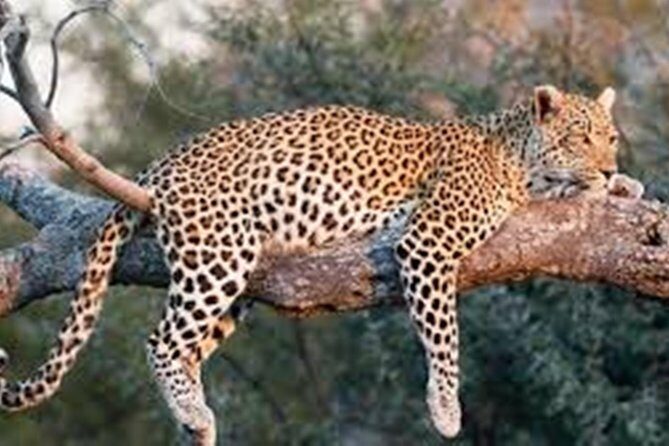 Private Tour to Sariska Tiger National Park by Car from Jaipur - Between arrival and safari: the real rhythm of the day
