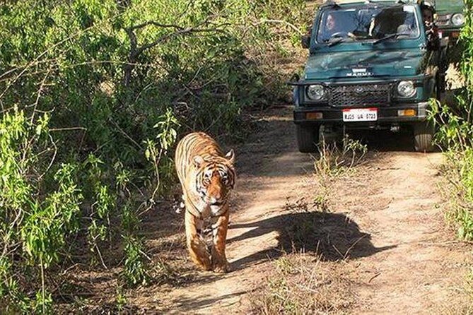 Private Tour to Sariska Tiger National Park by Car from Jaipur - AC transport from Jaipur: comfort that actually matters for a long haul