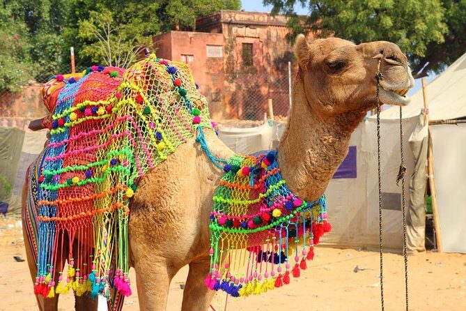Pushkar Day Trip from Jaipur – Private Car, Safari, Guide & Lunch - Key highlights at a glance