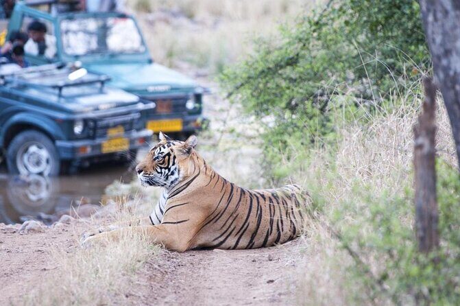 Ranthambore Tiger Safari Day trip from Jaipur - All Inclusive - Ranthambore Fort First: A Morning Stop You’ll Actually Remember