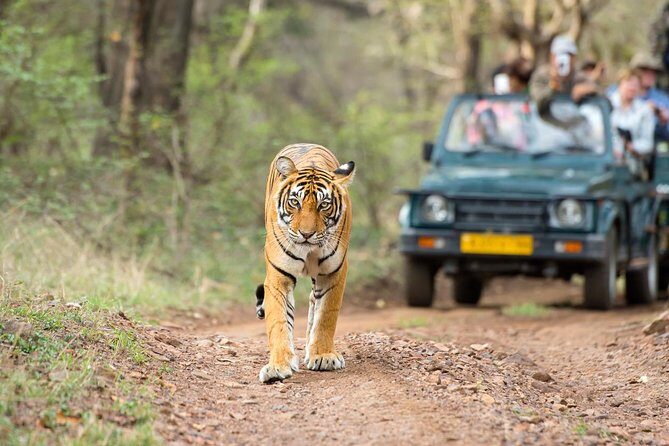 Ranthambore Tiger Safari Day trip from Jaipur - All Inclusive - Tiger Odds, Heat, and What Else You’ll See Beyond Tigers