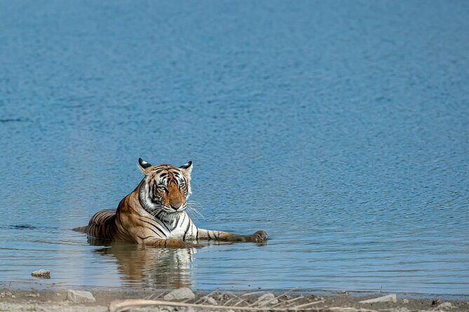 Ranthambore Tiger Safari from Jaipur – 1 or 2 Days - Key Highlights You’ll Actually Care About