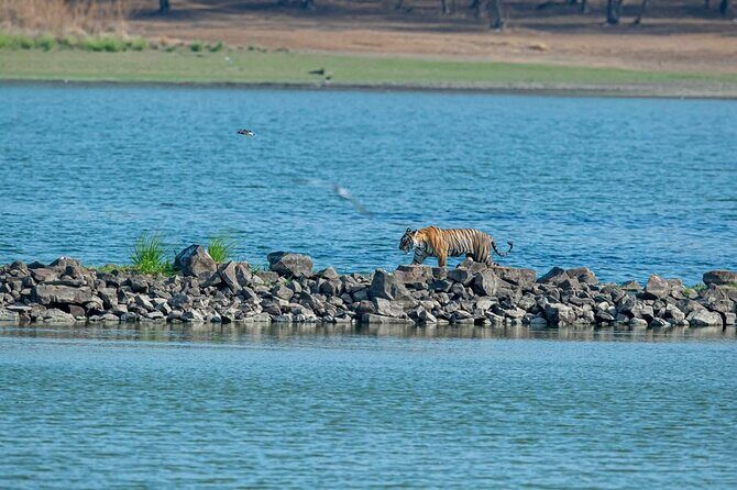Ranthambore Tiger Safari from Jaipur – 1 or 2 Days - The Safari Itself: Gypsy vs Canter and What That Changes