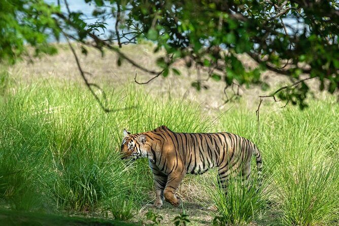 Ranthambore Tiger Safari from Jaipur – 1 or 2 Days - Guides and Drivers: What the Best Reviews Suggest About Your Day
