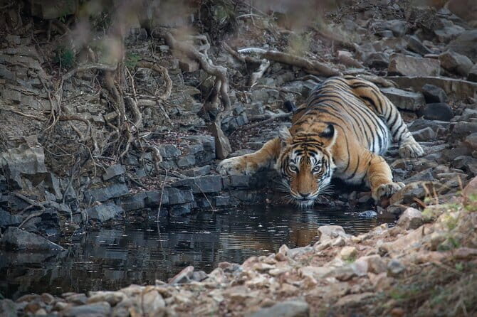 Ranthambore Tiger Safari Private Same Day Trip from Jaipur - Jaipur to Ranthambore: The Real Deal on a Long Day
