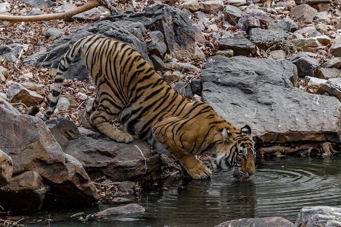 Ranthambore Tiger Safari Private Same Day Trip from Jaipur - English Guide + Practical Extras: Small Things That Improve the Day