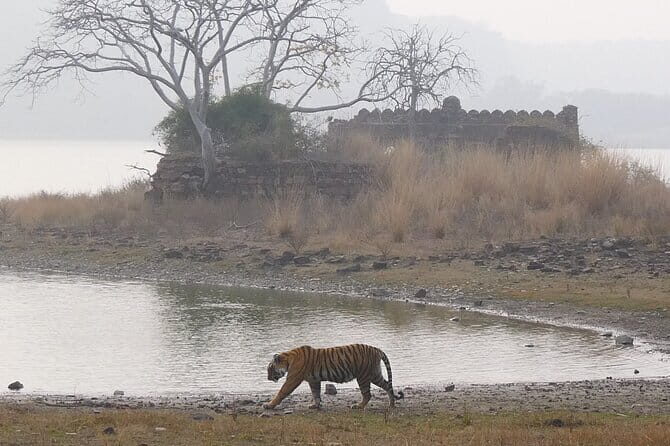 Ranthambore Tiger Safari Private Same Day Trip from Jaipur - Meeting Your Representative in Sawai Madhopur