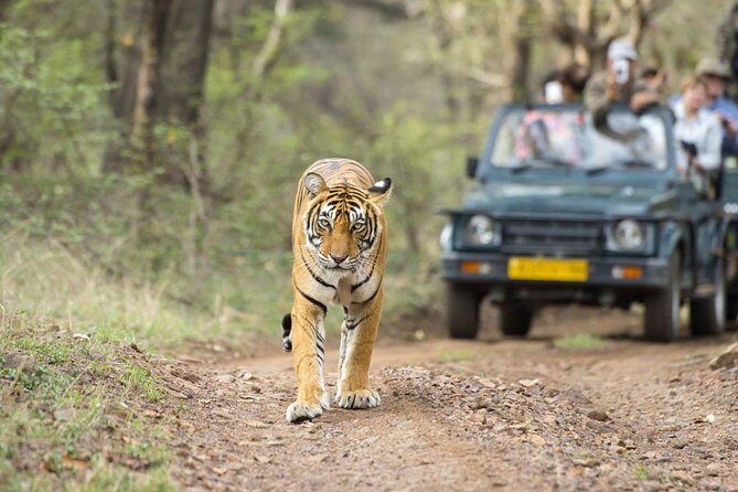 Ranthambore Wildlife Safari Tour From Jaipur Including Transfers - The Day Trip Rhythm: Jaipur to Ranthambore Without Stress