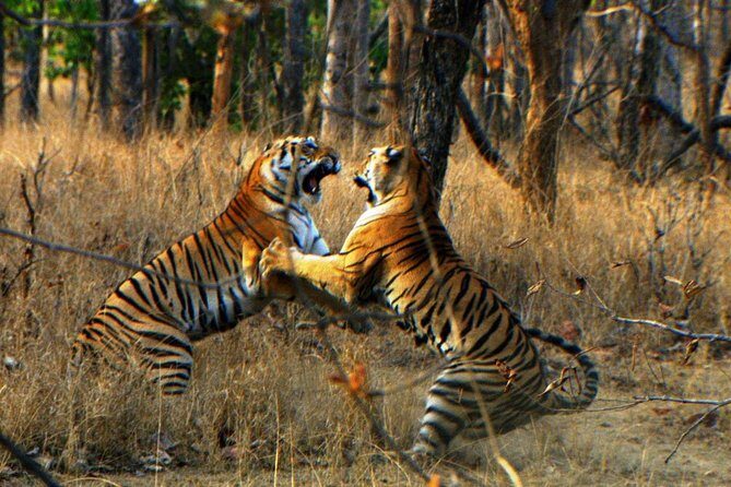 Ranthambore Wildlife Safari Tour From Jaipur Including Transfers - Hotel Transfers and Timing That Actually Works
