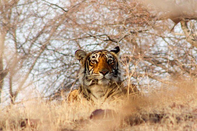 Ranthambore Wildlife Safari Tour From Jaipur Including Transfers - What Wildlife You’ll Actually Watch For