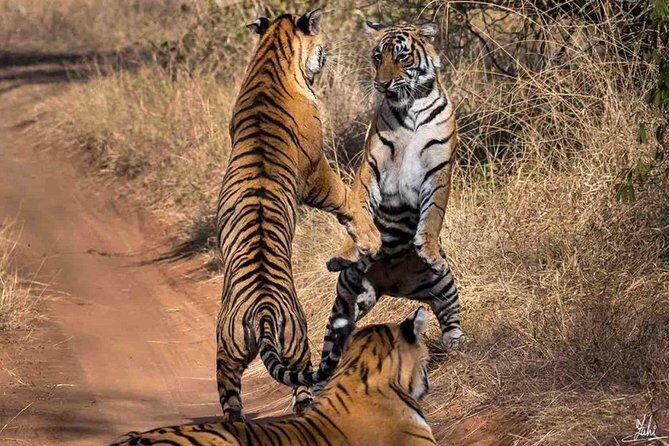 Ranthambore Wildlife Safari Tour From Jaipur Including Transfers - The 4x4 Jeep Safari: Machli, Track Signs, and Real Off-Road Time