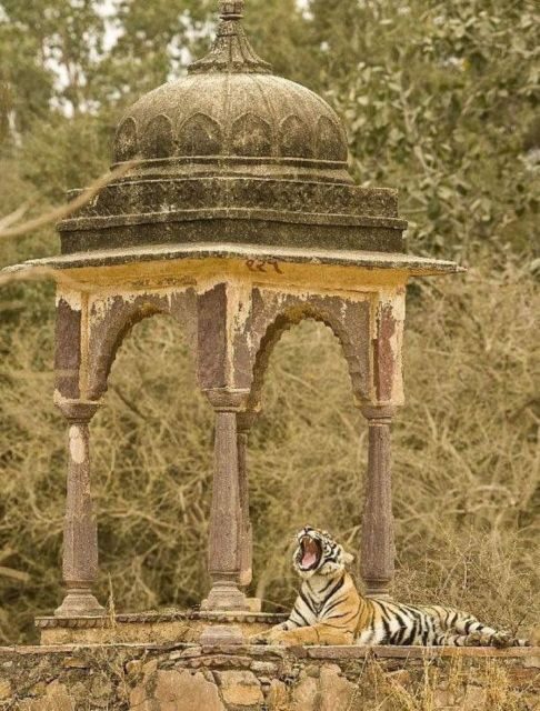 Ranthambore WildLife (tiger safari)Full Day Tour From Jaipur - Key Things That Make This Jaipur to Ranthambore Safari Worth Your Time