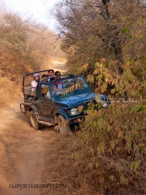 Ranthambore WildLife (tiger safari)Full Day Tour From Jaipur - The Park’s Setting: Why Ranthambore Looks the Way It Does