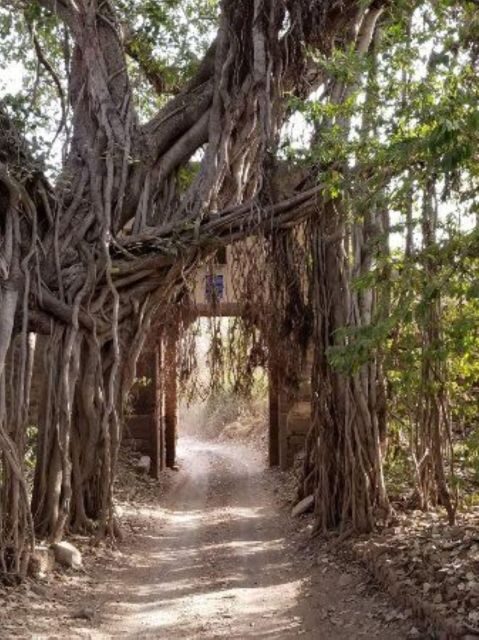 Ranthambore WildLife (tiger safari)Full Day Tour From Jaipur - The Big Booking Details That Actually Affect Your Safari