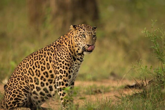 Safari In Jhalana Leopard Conservation Reserve, Jaipur - Jhalana Leopard Conservation Reserve: why it’s a smart Jaipur safari