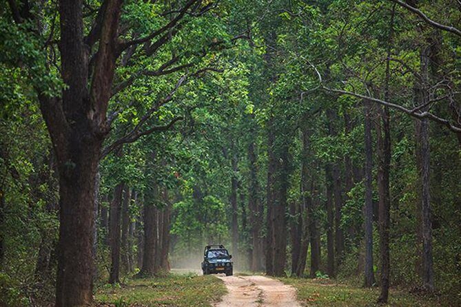 Safari In Jhalana Leopard Conservation Reserve, Jaipur - Guide expertise and permits: where the money actually goes