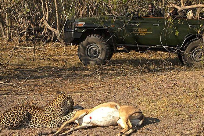 Safari In Jhalana Leopard Conservation Reserve, Jaipur - What you can realistically hope to see: leopards plus the desert-wildlife mix