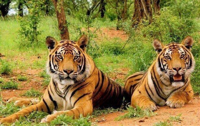 Sariska Tiger Reserve Safari tour from Jaipur - Key Highlights to Know Before You Go