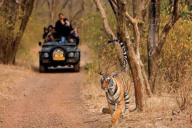 Sariska Tiger Reserve Safari tour from Jaipur - Time Slots in Sariska: Morning Wins, Afternoon Works
