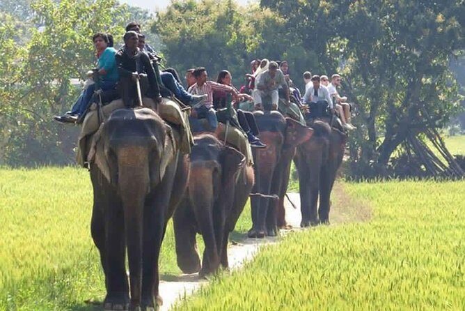 Sariska Tiger Reserve Safari tour from Jaipur - Tickets, Photo Rules, and Mobile Entry