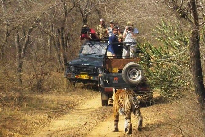 Sariska Tiger Reserve Safari tour from Jaipur - What Could Disappoint You (and How to Set Up for Success)